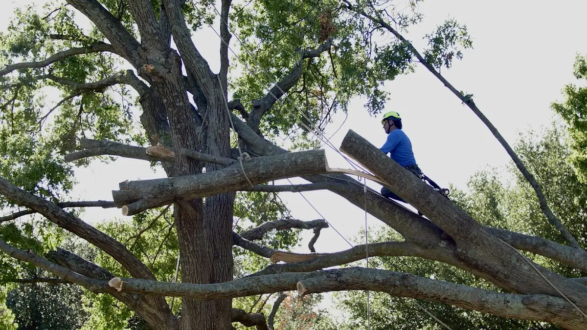 Professional Crown Thinning performed by certified arborists in Springville