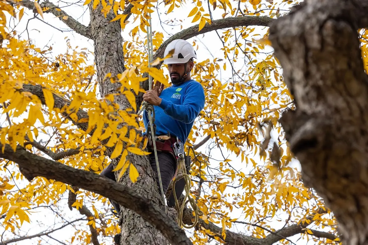 Skilled Tree Planing crew working in Springville