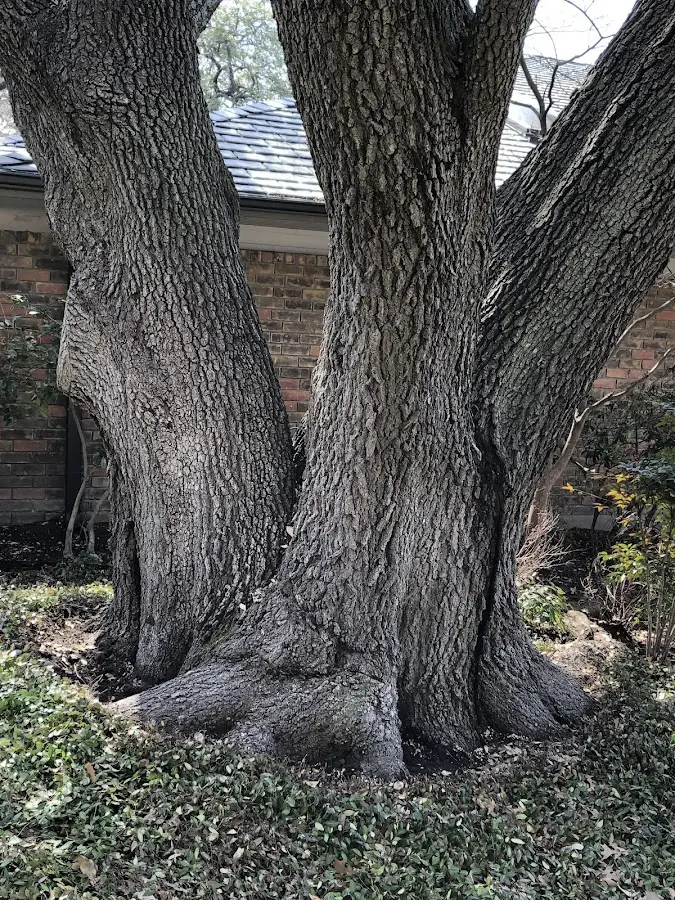 Mature heritage tree close to a Springville property cared for by certified arborists